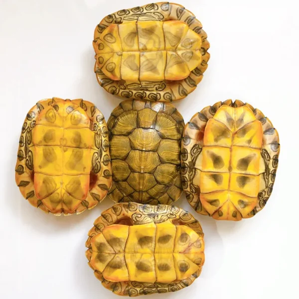 1-5 pcs Natural turtle shell /Turtle shell true specimen Taxidermy Decoration Collection (11-15CM)